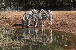 Bushbaby Lodge